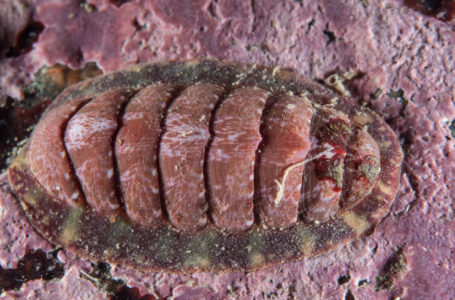 В зубах крупнейшего панцирного моллюска нашли редкий минерал