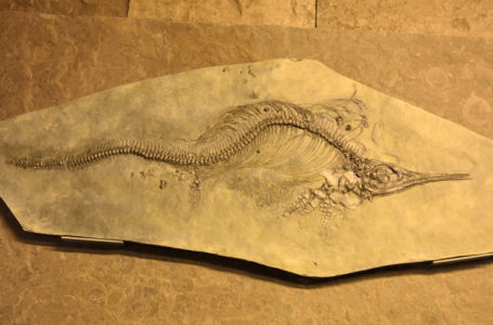 В Колумбии нашли окаменелости зубастого ихтиозавра