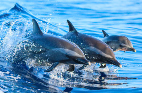 Дельфины приплыли на пляж в Анапе